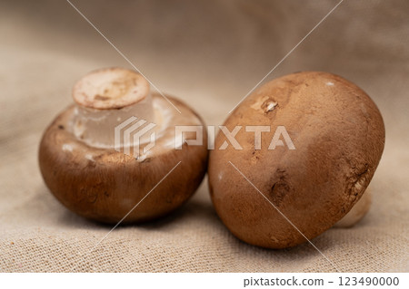 Brown mushroom close-up Brown mushroom close-up 123490000