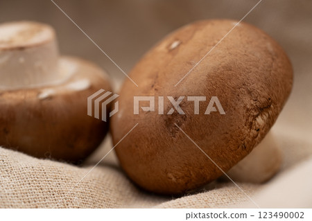 Brown mushroom close-up Brown mushroom close-up 123490002