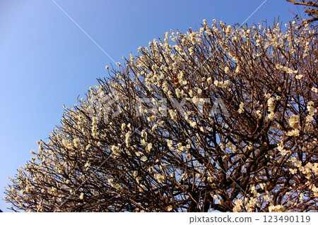 中野區白鷺公園盛開的白梅(3) 中野區白鷺公園盛開的白梅(3) 123490119
