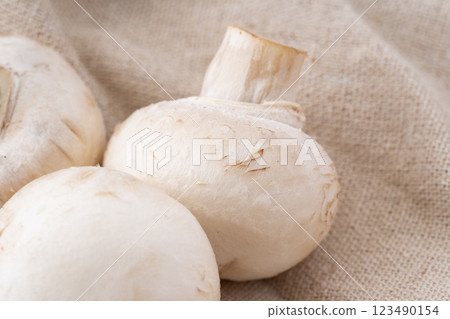 白蘑菇特寫 白蘑菇特寫 123490154