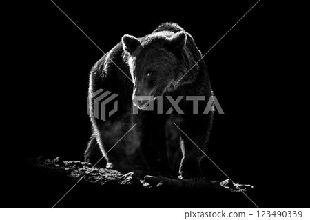 Close up view of an adult bear in black and white against a dark background, showcasing its powerful presence and sharp features Close up view of an adult bear in black and white against a dark background, showcasing its powerful presence and sharp features 123490339