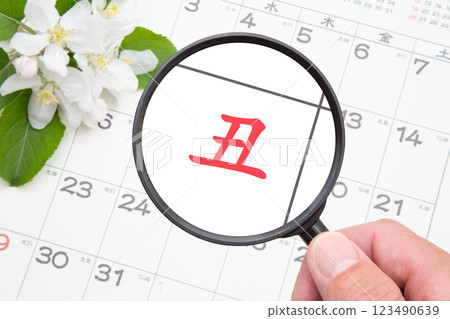 Close-up of the Ox (Ox) on a calendar background 123490639