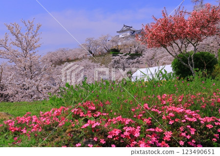 Kakuyama Park (Tsuyama City, Okayama Prefecture) Cherry blossoms in full bloom at Tsuyama Castle <Top 100 Cherry Blossom Spots in Japan> Kakuyama Park (Tsuyama City, Okayama Prefecture) Cherry blossoms in full bloom at Tsuyama Castle <Top 100 Cherry Blossom Spots in Japan> 123490651