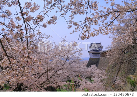角山公園(岡山縣津山市) 津山城櫻花盛開<日本櫻花名勝100選> 角山公園(岡山縣津山市) 津山城櫻花盛開<日本櫻花名勝100選> 123490678