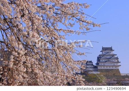 姬路城（兵庫縣姬路市）櫻花盛開（日本100名城） 123490694