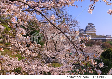 姬路城(兵庫縣姬路市)櫻花盛開(日本100名城) 姬路城(兵庫縣姬路市)櫻花盛開(日本100名城) 123490699