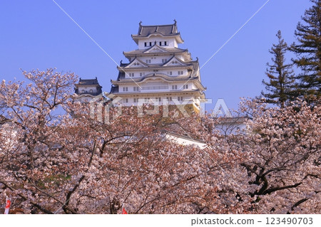 姬路城(兵庫縣姬路市)櫻花盛開(日本100名城) 姬路城(兵庫縣姬路市)櫻花盛開(日本100名城) 123490703