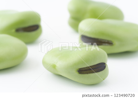 Close-up of broad bean seeds Close-up of broad bean seeds 123490720