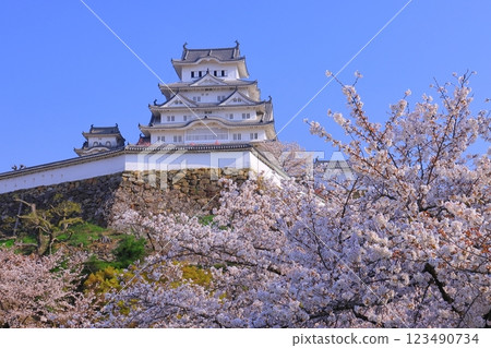姬路城(兵庫縣姬路市)櫻花盛開(日本100名城) 姬路城(兵庫縣姬路市)櫻花盛開(日本100名城) 123490734