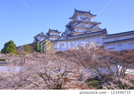 姬路城（兵庫縣姬路市）櫻花盛開（日本100名城） 123490735