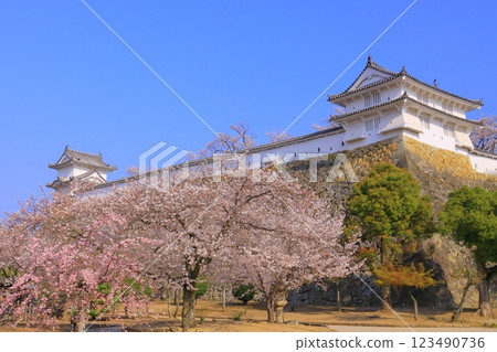 姬路城（兵庫縣姬路市）櫻花盛開<日本百座名城>Wa塔與Ka塔 123490736