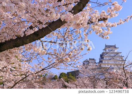 姬路城（兵庫縣姬路市）櫻花盛開（日本100名城） 123490738