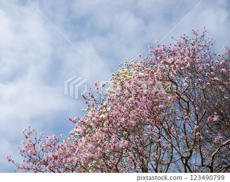 A full-bloomed red magnolia tree (also known as Himeshidekobushi) stands out against the spring sky. 123490799