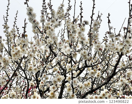 Plum blossom  123490822