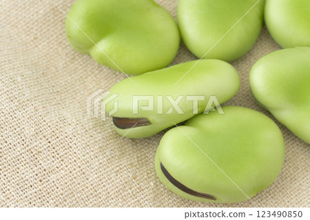 Close-up of broad bean seeds 123490850