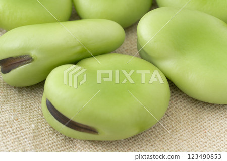 蠶豆種子的特寫 123490853