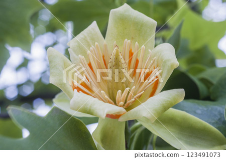 初夏，大百合樹上盛開的百合花 123491073