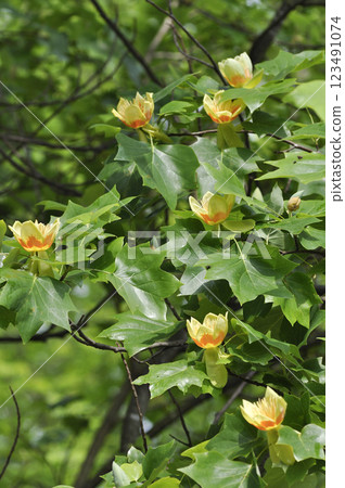 Lily flowers blooming on a large lily tree in early summer 123491074