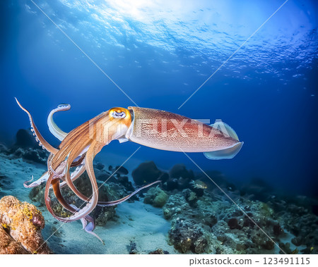 魷魚在海中游泳的圖片 123491115