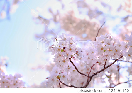 Cherry blossom 123491130