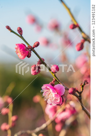 White plum blossoms shining against the blue sky, Minami-Binami Plum Grove, Minabe Town, 2025 White plum blossoms shining against the blue sky, Minami-Binami Plum Grove, Minabe Town, 2025 123491182