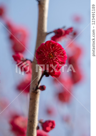 White plum blossoms shining against the blue sky, Minami-Binami Plum Grove, Minabe Town, 2025 White plum blossoms shining against the blue sky, Minami-Binami Plum Grove, Minabe Town, 2025 123491189