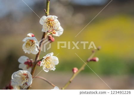 White plum blossoms shining against the blue sky, Minami-Binami Plum Grove, Minabe Town, 2025 White plum blossoms shining against the blue sky, Minami-Binami Plum Grove, Minabe Town, 2025 123491226