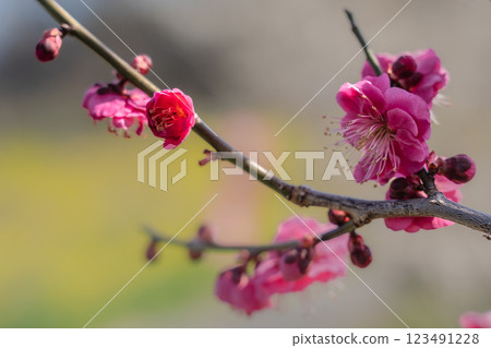 White plum blossoms shining against the blue sky, Minami-Binami Plum Grove, Minabe Town, 2025 White plum blossoms shining against the blue sky, Minami-Binami Plum Grove, Minabe Town, 2025 123491228