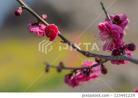White plum blossoms shining against the blue sky, Minami-Binami Plum Grove, Minabe Town, 2025 White plum blossoms shining against the blue sky, Minami-Binami Plum Grove, Minabe Town, 2025 123491229