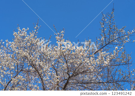 2025年,南部町南必並梅林,白色梅花在藍天下熠熠生輝 2025年,南部町南必並梅林,白色梅花在藍天下熠熠生輝 123491242