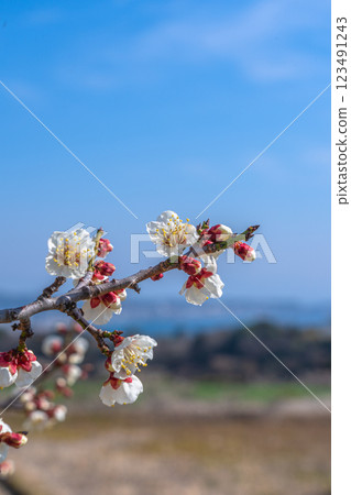 2025年，南部町南必並梅林，白色梅花在藍天下熠熠生輝 123491243