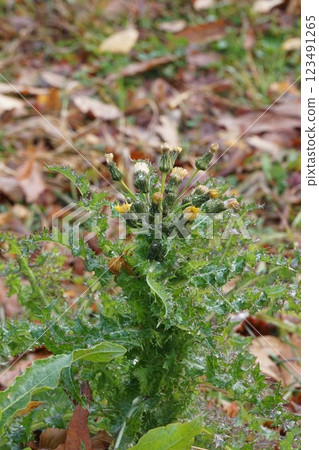 Buds of the sowweed, January 2025 123491265