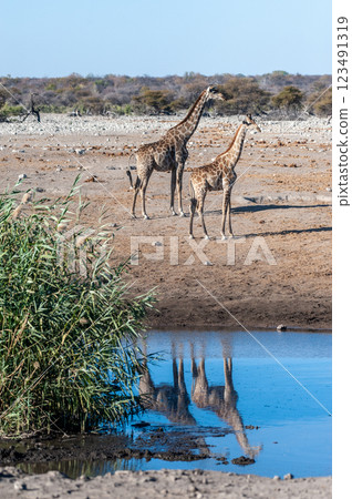 Giraffes in Etosha National Park Giraffes in Etosha National Park 123491319