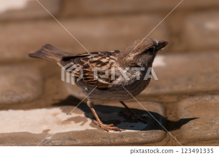 House sparrow in Istanbul House sparrow in Istanbul 123491335