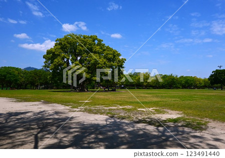 Green space and the shade of large trees Green space and the shade of large trees 123491440