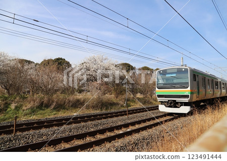 冬季，JR E233 系列車在埼玉縣蓮田市附近行駛，沿途盛開著梅花 123491444