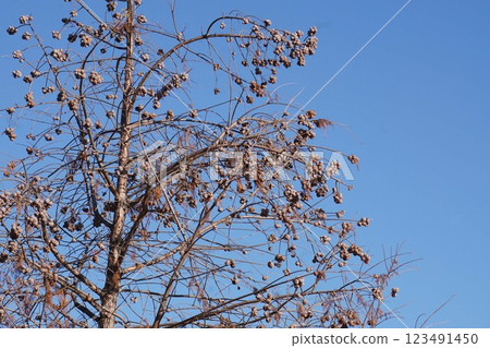 Bald Cypress Fruit, January 2025 123491450