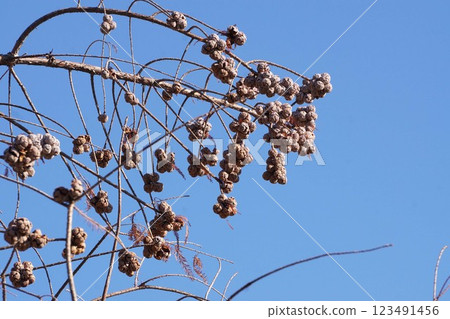 Bald Cypress Fruit, January 2025 Bald Cypress Fruit, January 2025 123491456