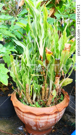 A type of green aloe plant 123491471