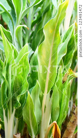 A type of green aloe plant A type of green aloe plant 123491472