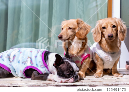 Boston terrier and kaninchen dachshund Boston terrier and kaninchen dachshund 123491473