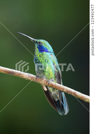 Green hummingbird 123491477
