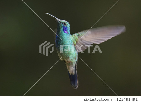 綠色蜂鳥 綠色蜂鳥 123491491