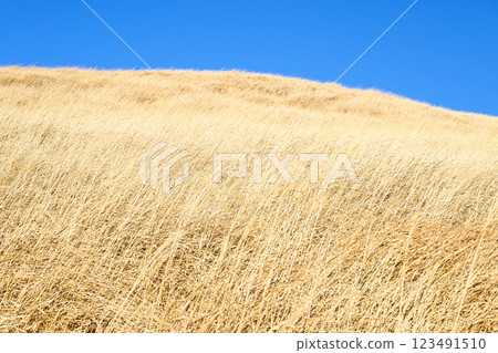 Blue sky and expansive grassland - Aso scenery 123491510