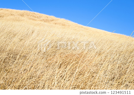 Blue sky and expansive grassland - Aso scenery 123491511