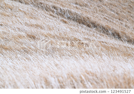 A winter landscape of Aso, covered with frost 123491527
