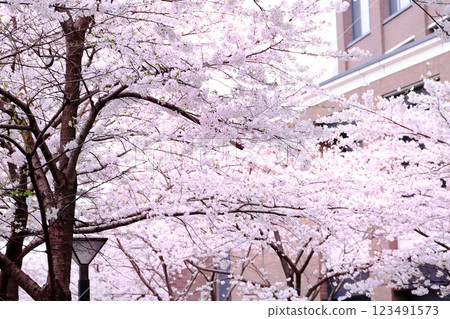 Cherry blossom Cherry blossom 123491573