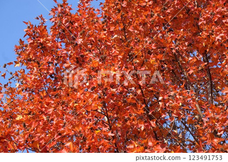 2025年1月台灣薑秋葉與成熟果實 123491753