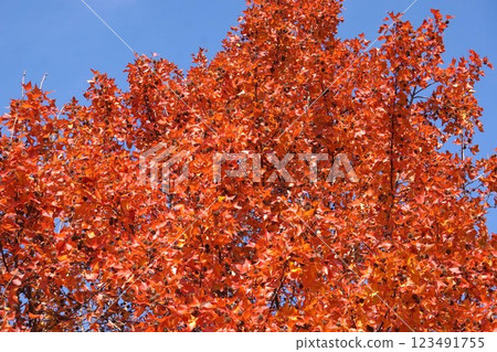 Autumn leaves and ripe fruit of Taiwan Ginger, January 2025 123491755