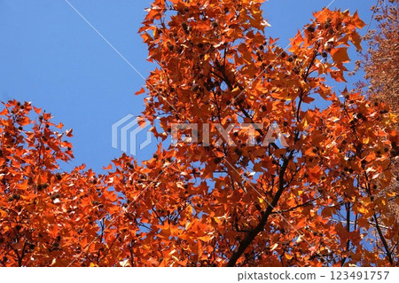 2025年1月台灣薑秋葉與成熟果實 123491757